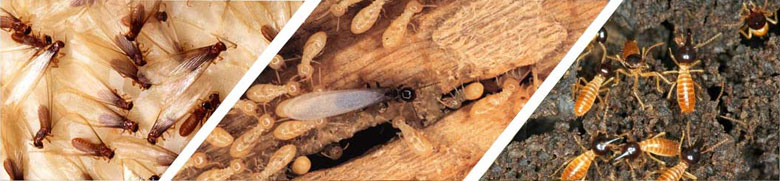 Post construction termite treatment report forms
