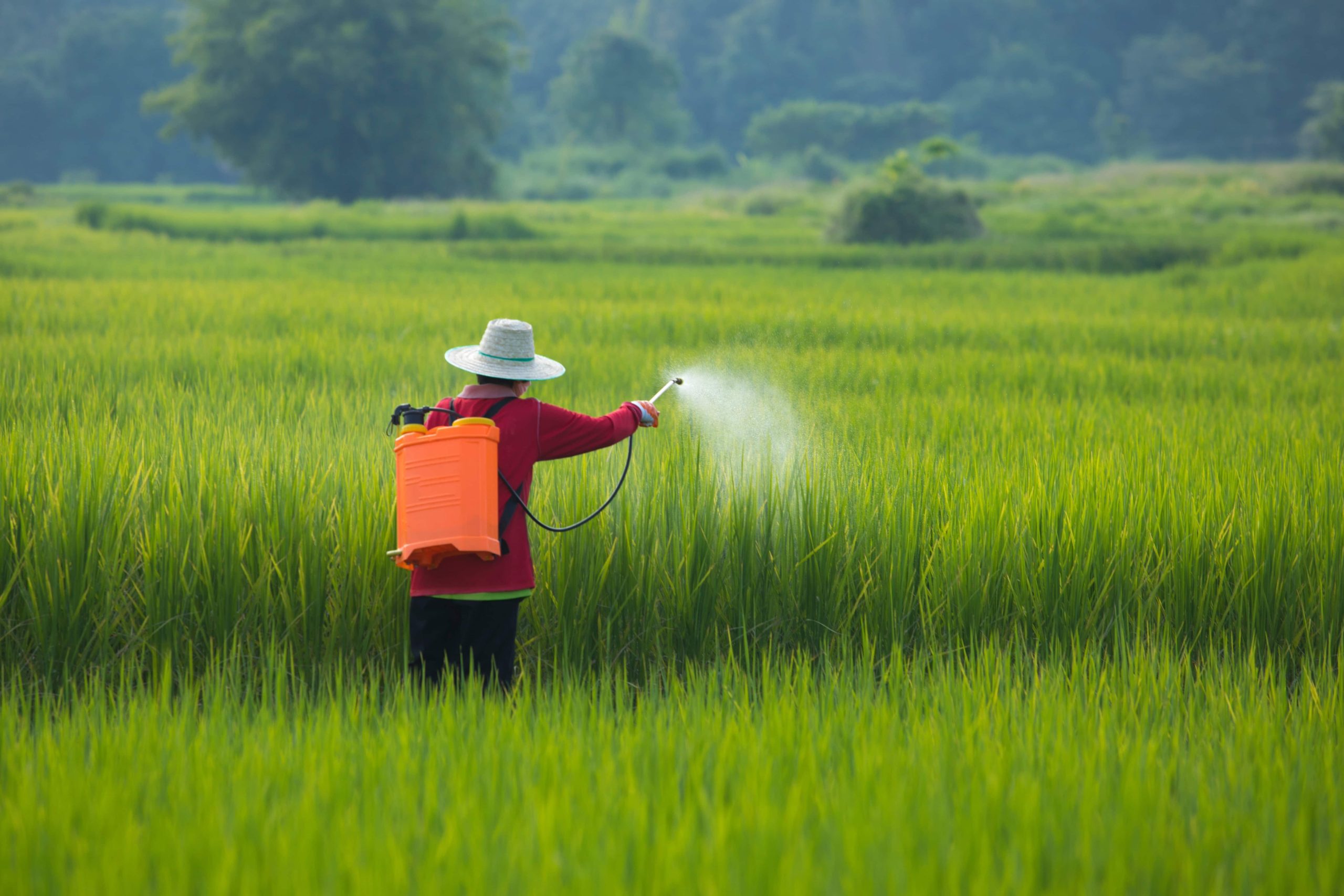 Spray Karanja oil to make your crop insect free