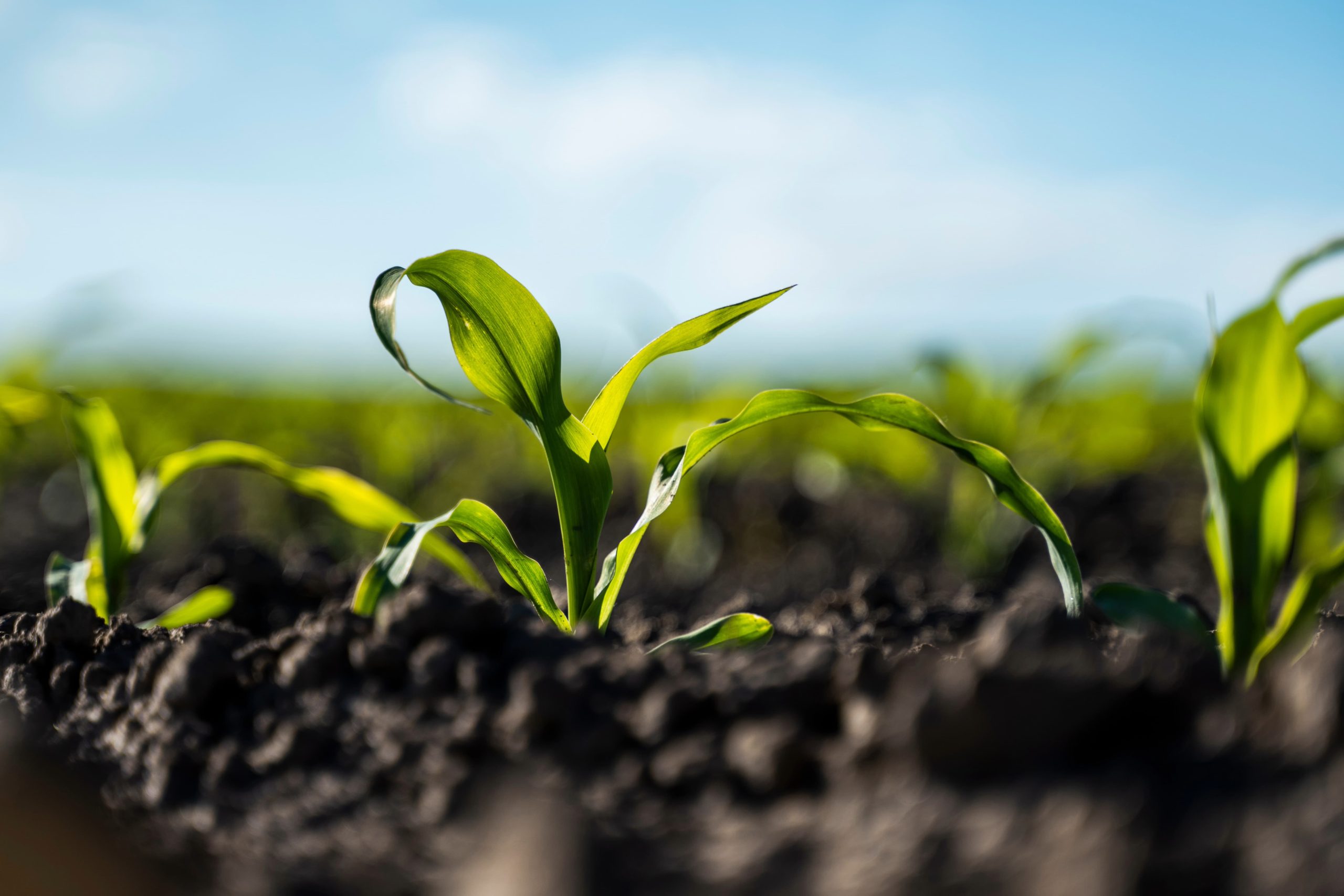 How Neem Oil Can Help Protect Your Plants from Pests Naturally