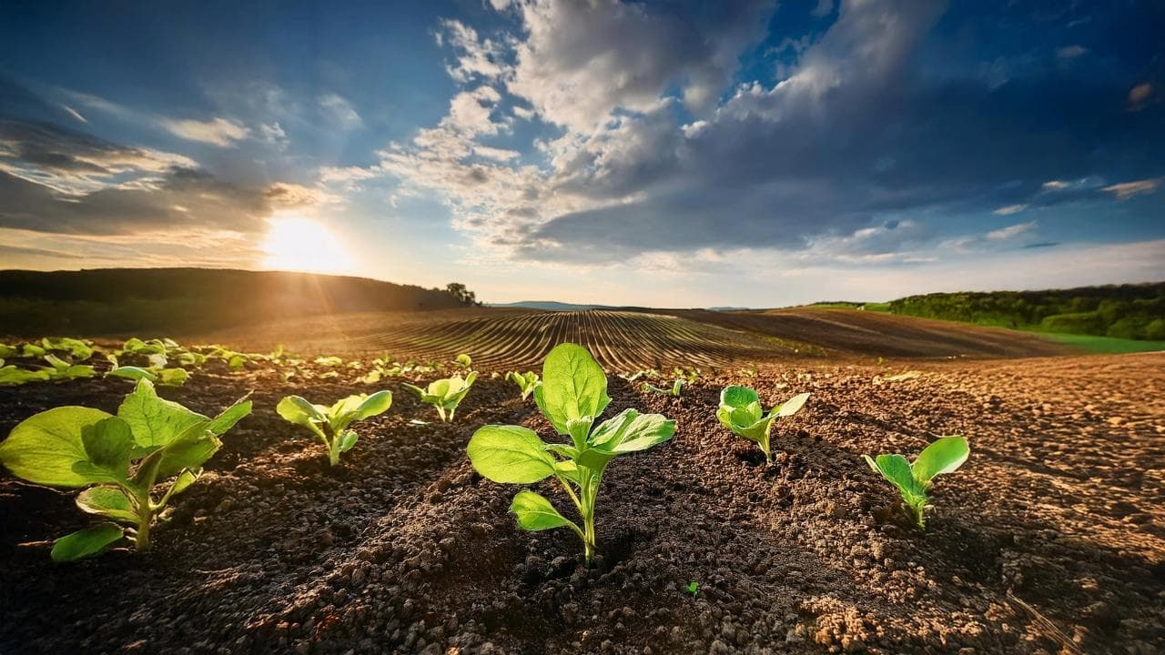 Innovative Neem-Based Solutions for Regenerative Farming Practices