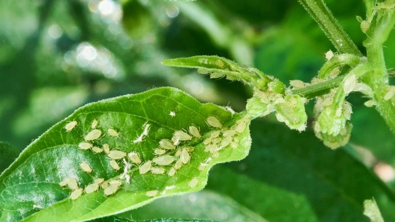 How Neem-Based Products Can Help You Combat Aphid Infestations in Fruit Orchards