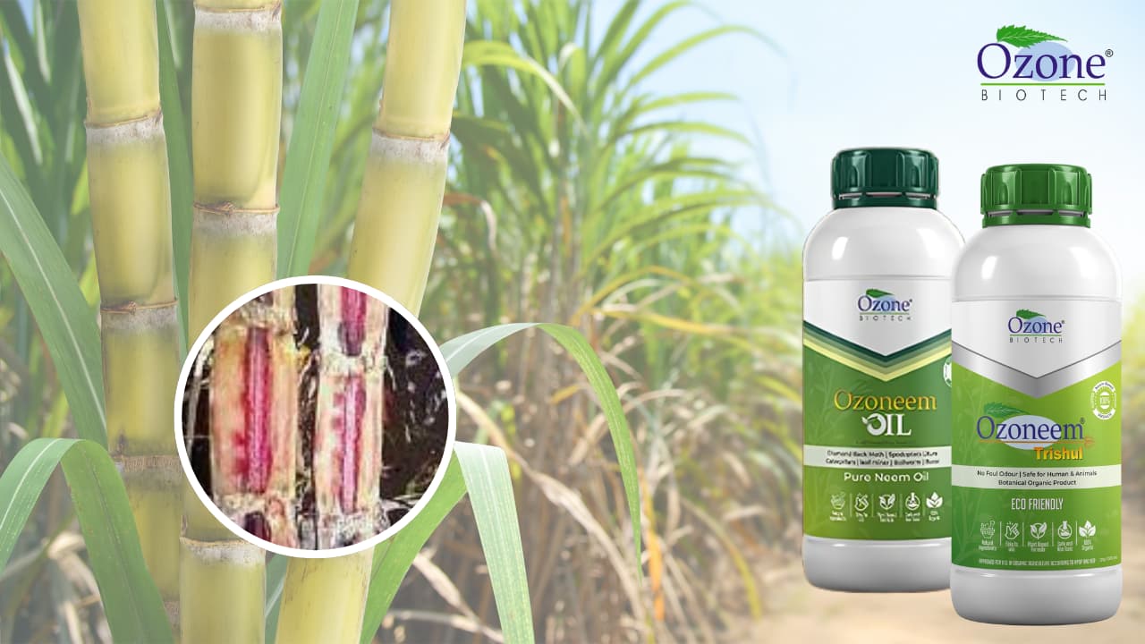 Solving Root Rot in Sugarcane: How Neem Products Can Help