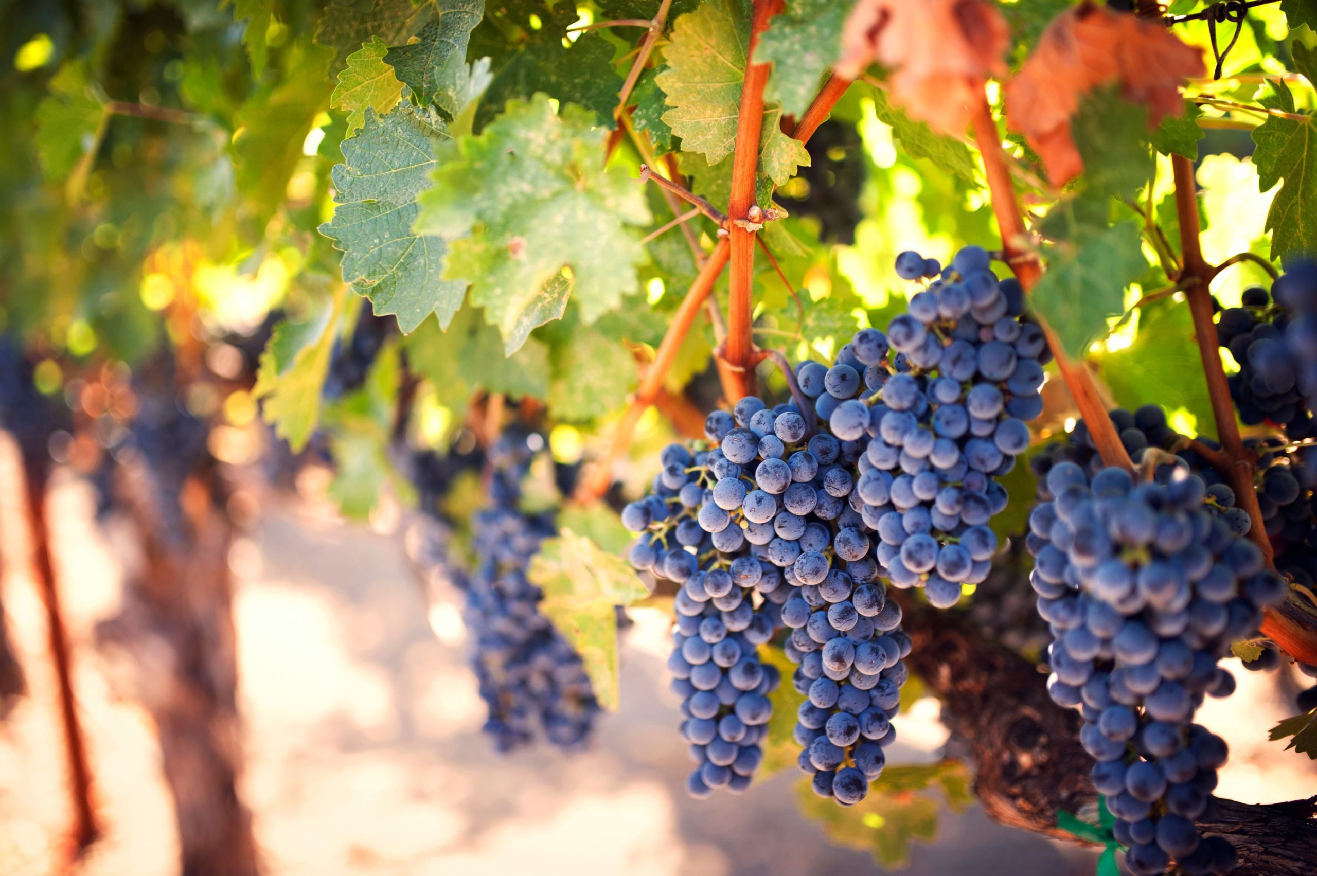 Neem-Based Solutions for Pest Management in Organic Vineyard Farming